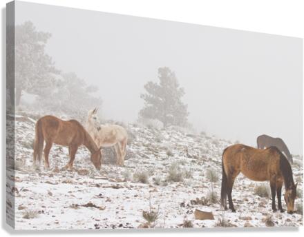 Horses Winter Snow Fog  Impression sur toile