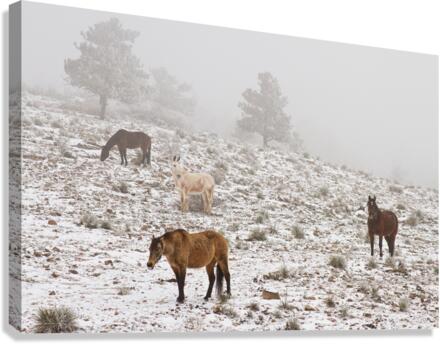 Rocky Mountain Horses Snow Fog  Impression sur toile