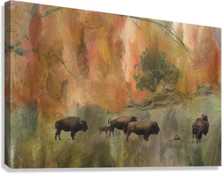 Springtime Bison Calves  Canvas Print