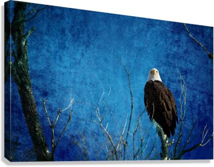 Bald Eagle Blues Into Night  Impression sur toile