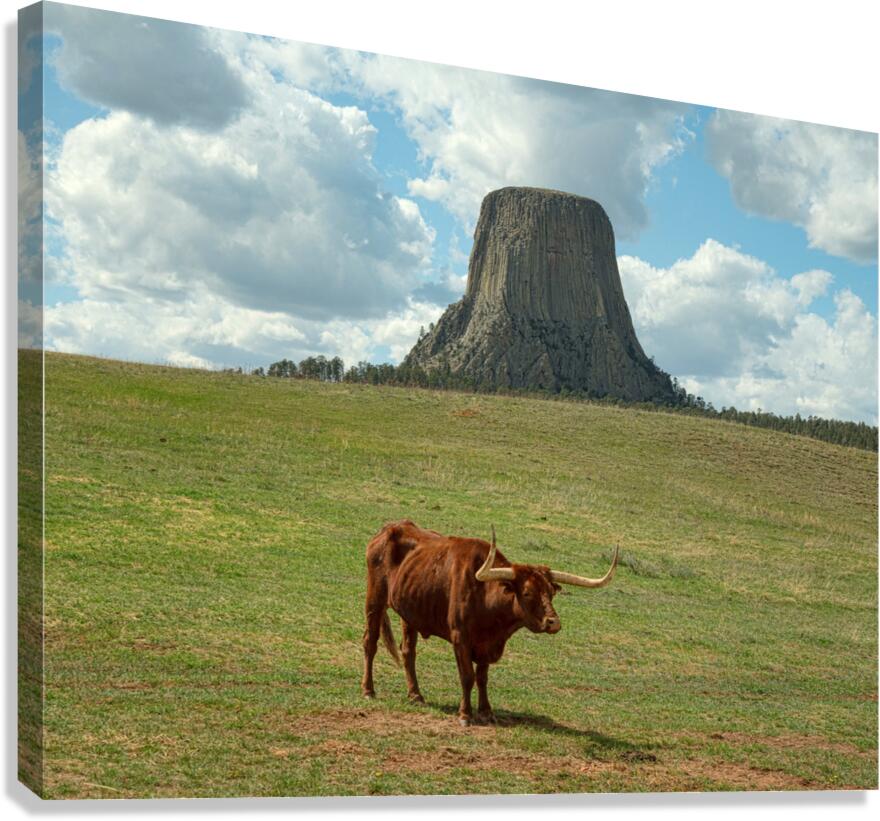 Longhorn Cow Posing at Devils Tower in Wyoming - First US Nation  Canvas Print