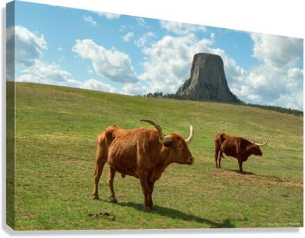 Longhorn Cattle and Devils Tower  Canvas Print