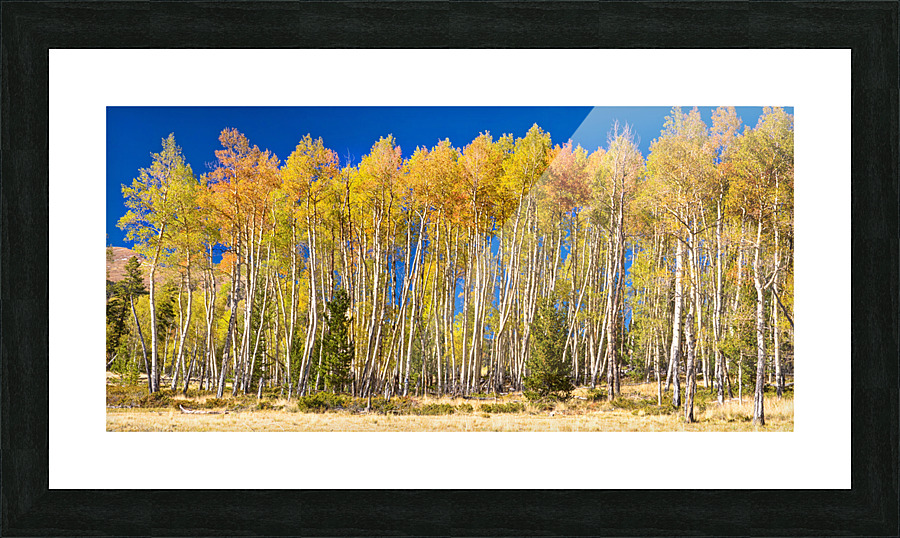 autumn aspen trees Panorama1  Framed Print Print