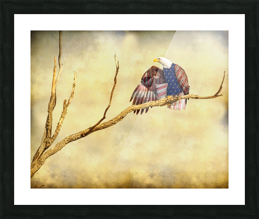 Patriotic Eagle with Stars and Stripes  Framed Print Print