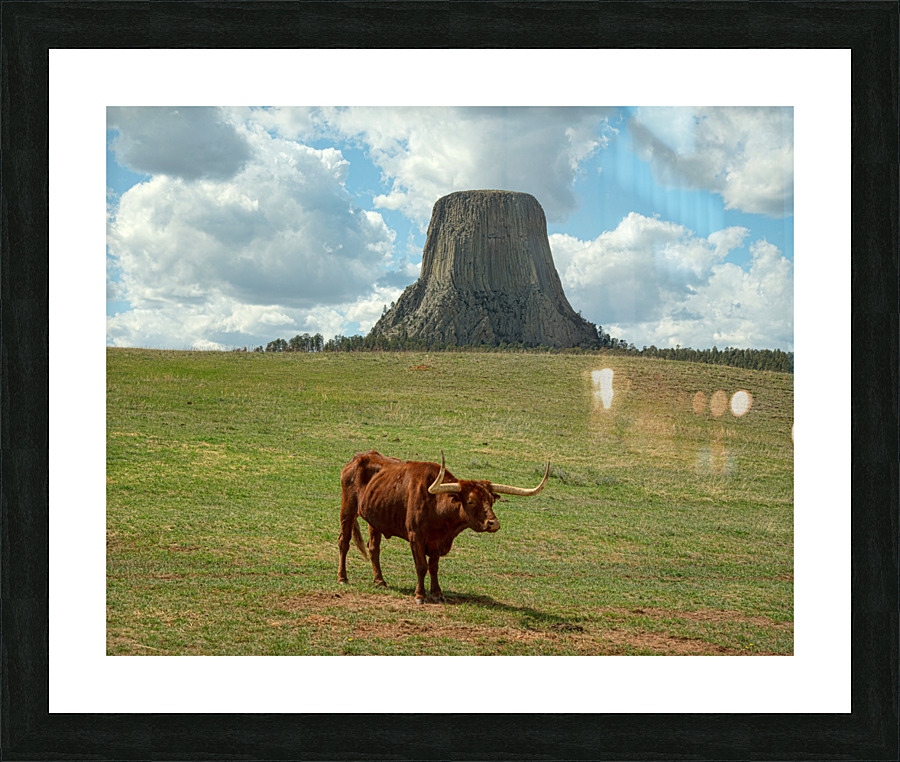 Longhorn Cow Posing at Devils Tower in Wyoming - First US Nation  Framed Print Print