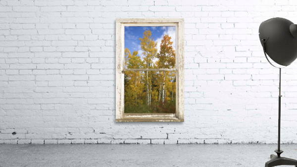 Colorado Autumn Aspens Nature Window View by Bo Insogna