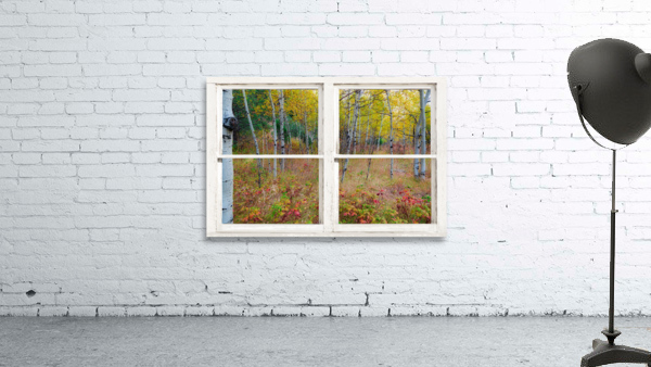Autumn Forest Delight Rustic Window View by Bo Insogna