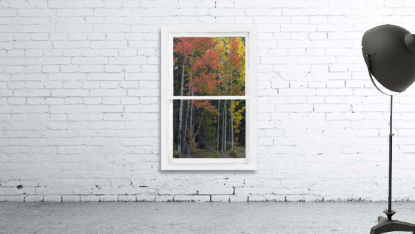 Aspen Forest Red Rustic Window View by Bo Insogna