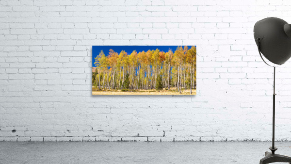 autumn aspen trees Panorama1 by Bo Insogna