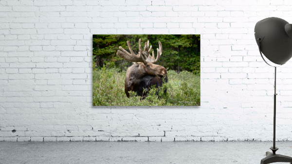Bull Moose Wild by Bo Insogna