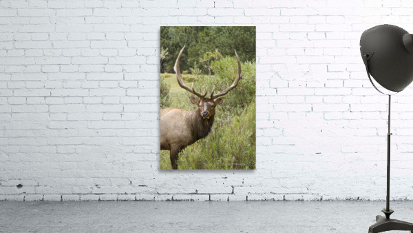 Bull Elk Eyes by Bo Insogna
