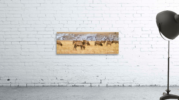 Elk Heard Colorado Foothills Plains Panorama by Bo Insogna