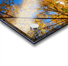 Blue Sky Autumn Bliss Acrylic print