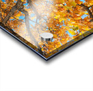 Golden Autumn Glow Under a Blue Sky Acrylic print