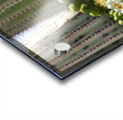 Saguaro Cactus Bloom Acrylic print