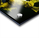 Horse World Impression Acrylique