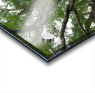 The Majestic Century Tree   1300 Year Old Balete of Negros Island Impression Acrylique