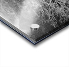 Tubarans Silent Tree Song Acrylic print