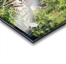 Smiling Bull Moose Acrylic print