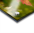 Maple Leaf Acrylic print