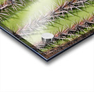 Vertical Close Up of a Southwest Saguaro Cactus Acrylic print
