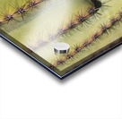 Patterns and Spines of the Desert Sentinel Acrylic print