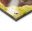 Bison Headshot Profile a Acrylic print