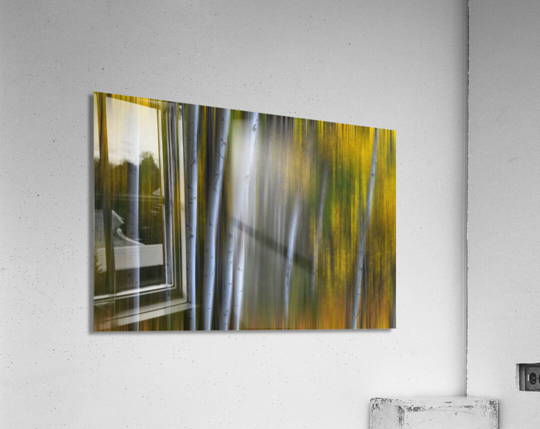 Forest Wilderness Wonderland Abstract  Photo Art Acrylic Print