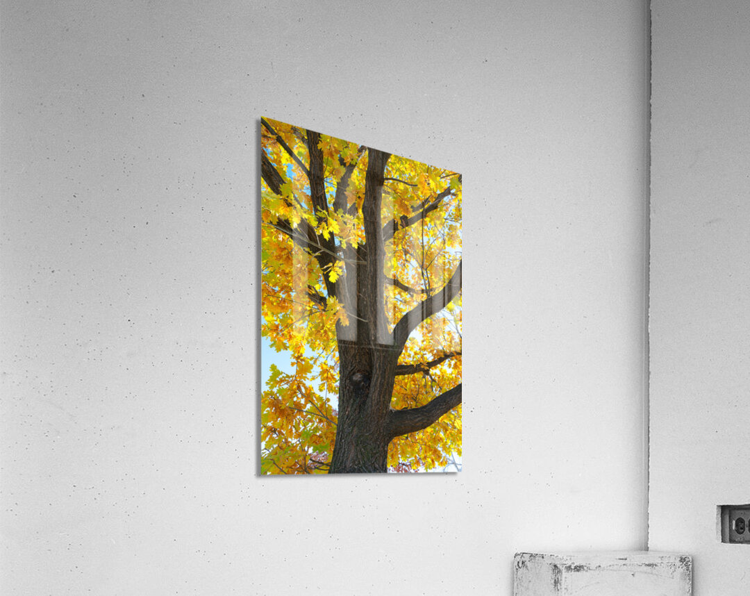 Golden Giggles   When Autumn Leaves Steal the Spotlight Acrylic Print