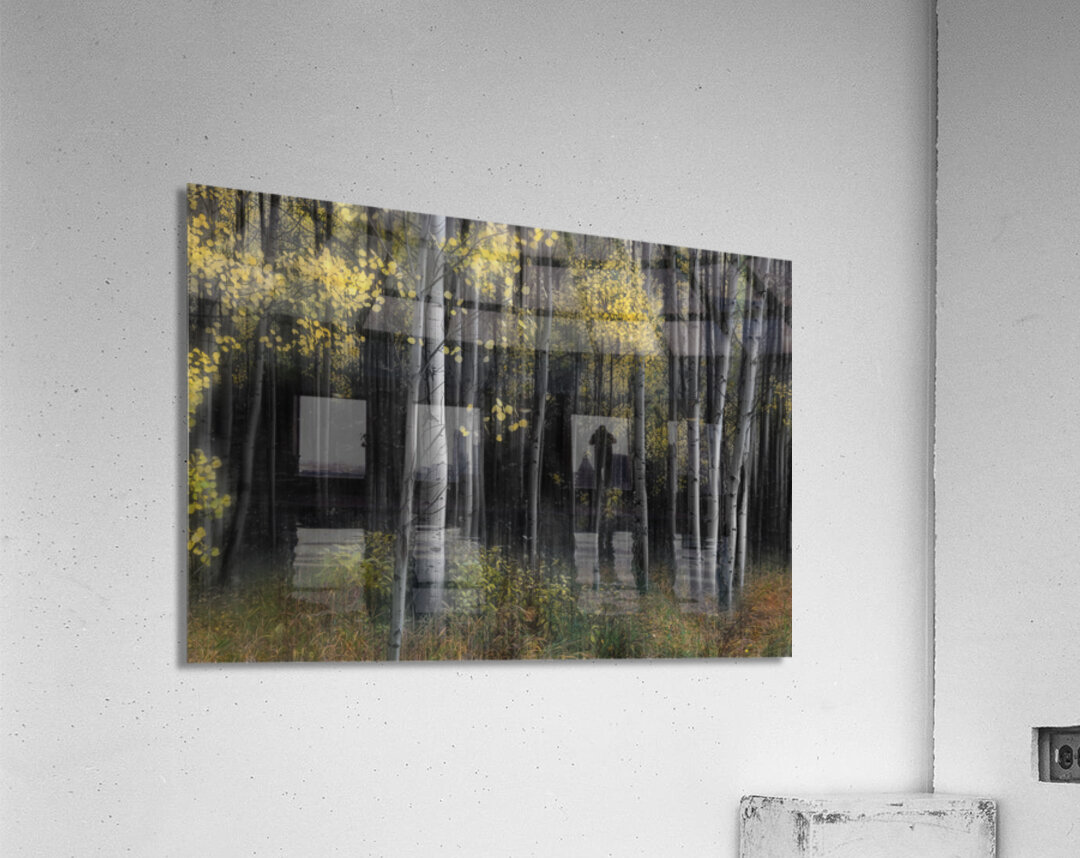 Misty Aspen Grove Impression acrylique