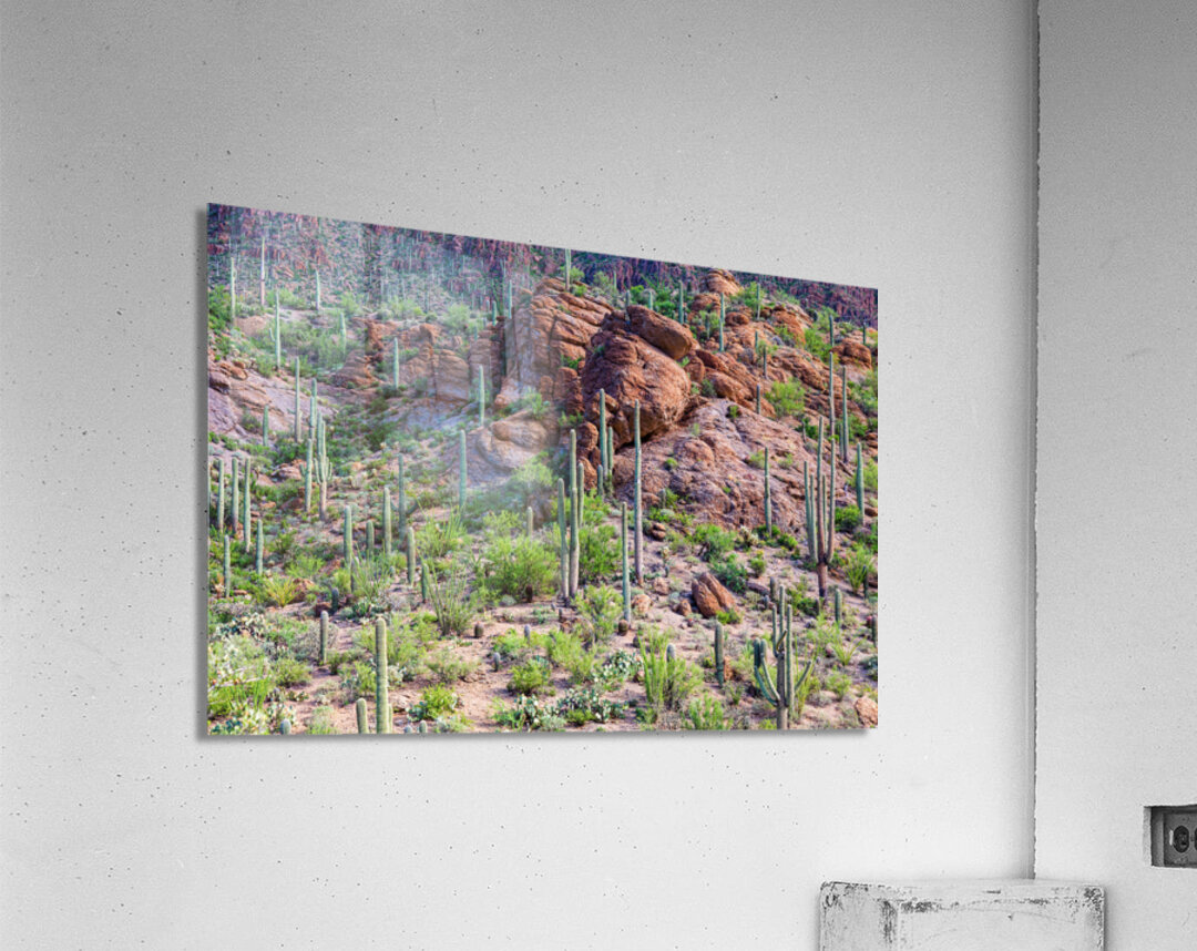 Arizona Desert Forest Impression acrylique