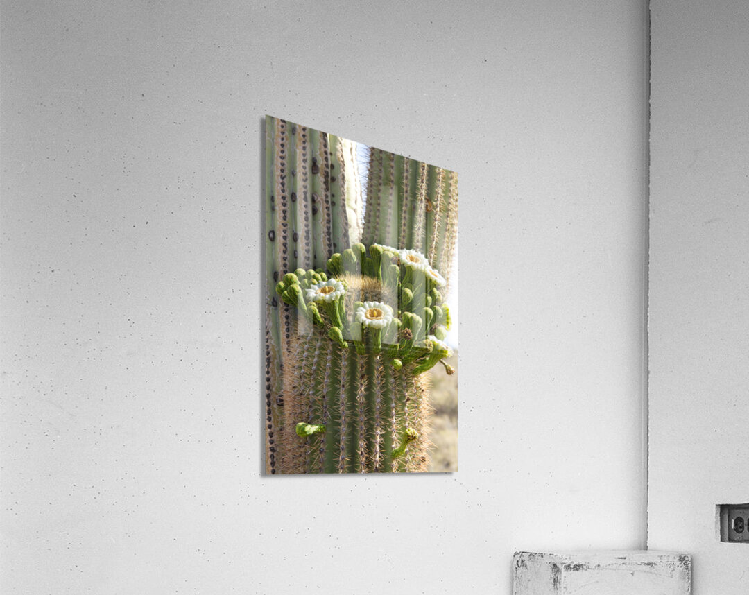 Saguaro Cactus Bloom Acrylic Print
