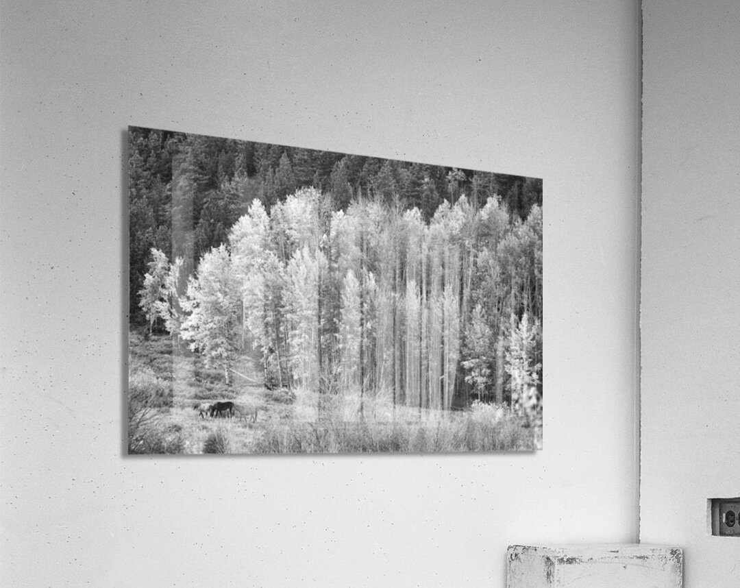 Autumn Grazing Horses Bonanza Impression acrylique