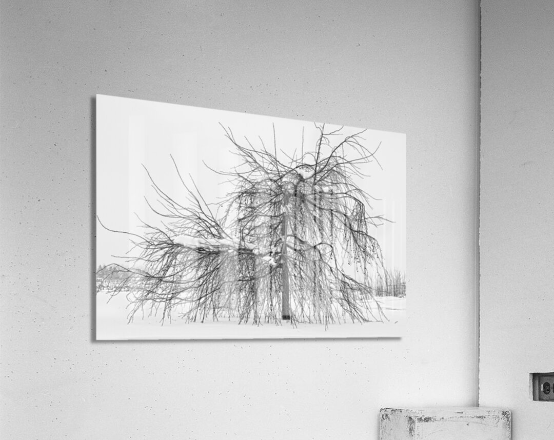 Wild Springtime Winter Tree Black and White Impression acrylique