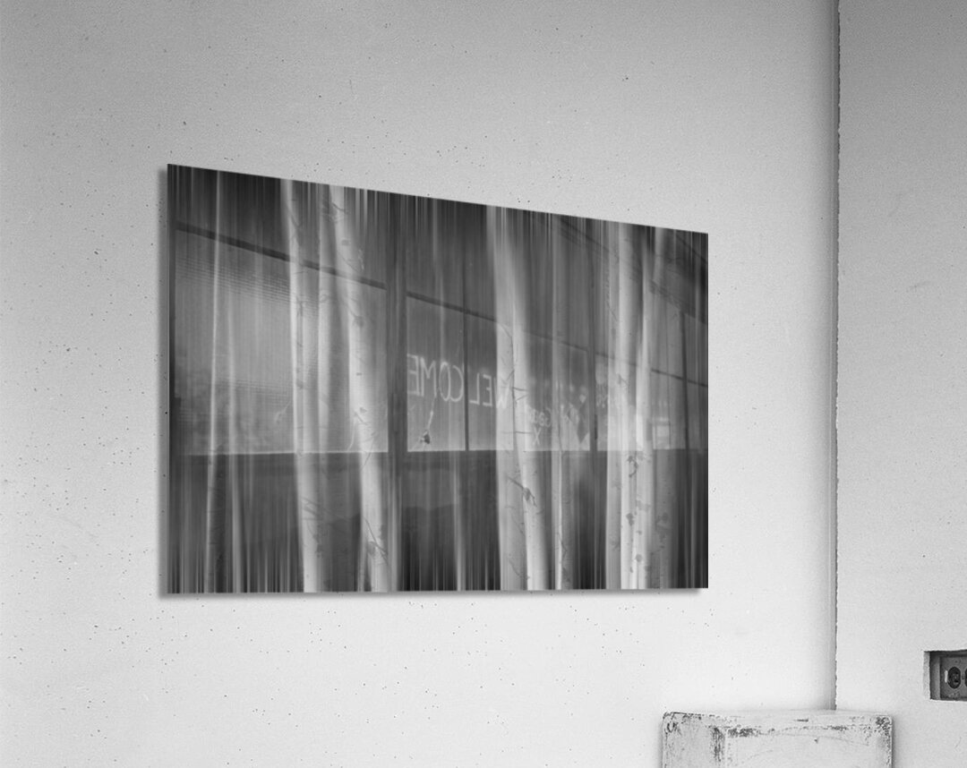 Autumn Aspen Trees Dreaming BW Acrylic Print