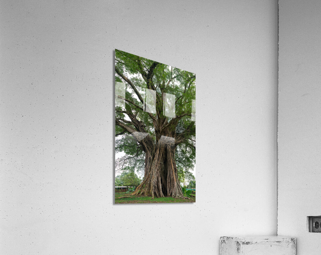 The Majestic Century Tree   1300 Year Old Balete of Negros Island Impression acrylique