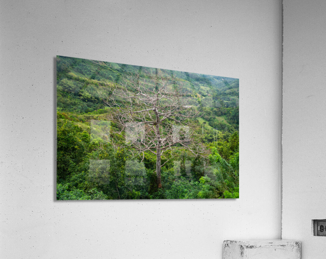  A Bare Tree Amidst Lush Hills Solitary Sentinel Acrylic Print