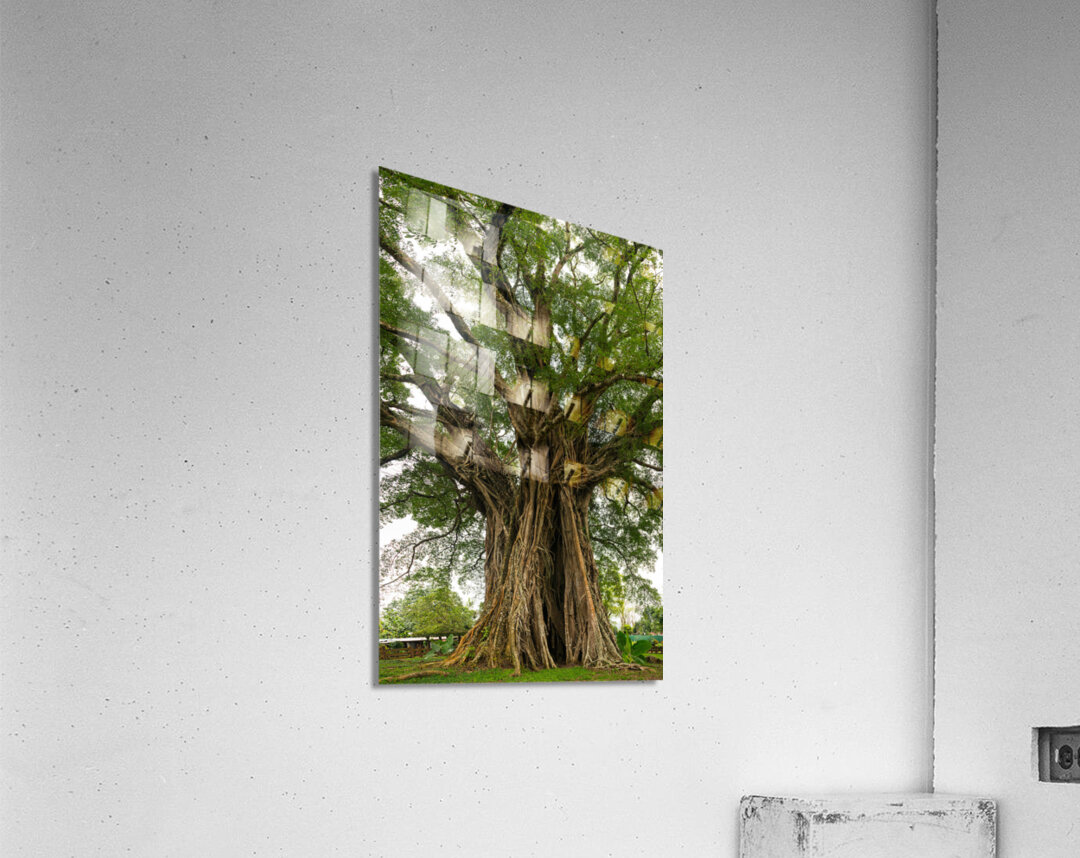 Old Century Tree of Negros Island Acrylic Print