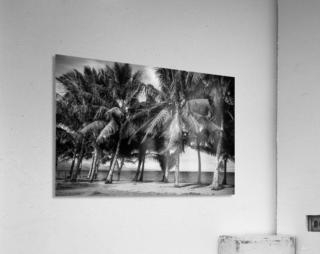 Whispers of Monochrome Palms Acrylic Print