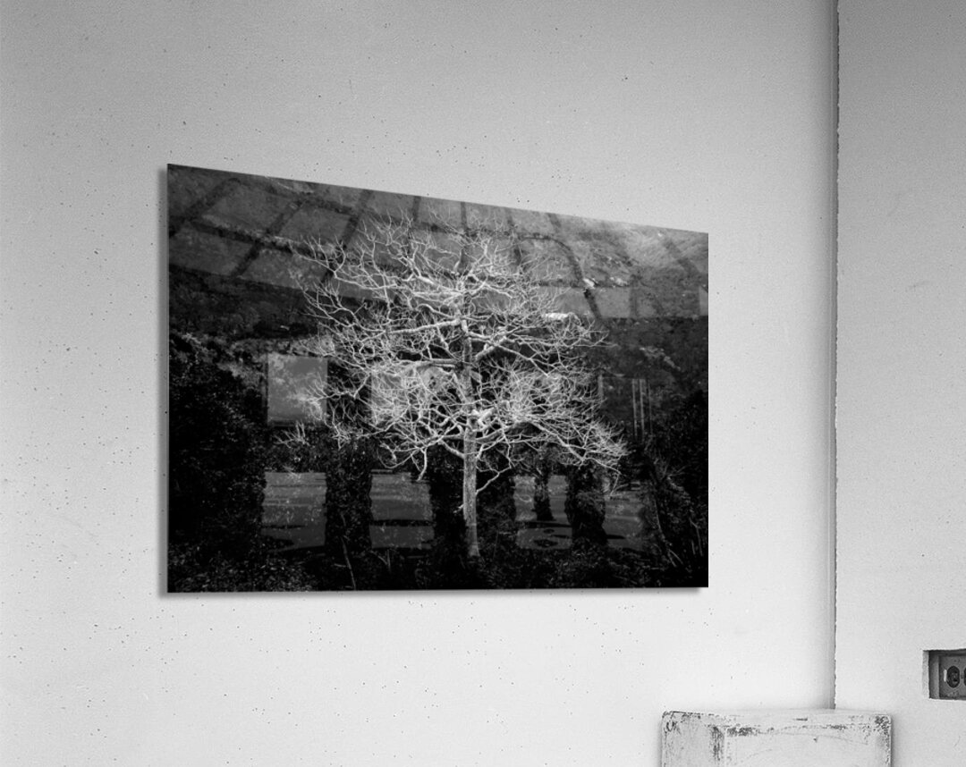 Majestic Solitude of a Bare Tree in Black and White Acrylic Print