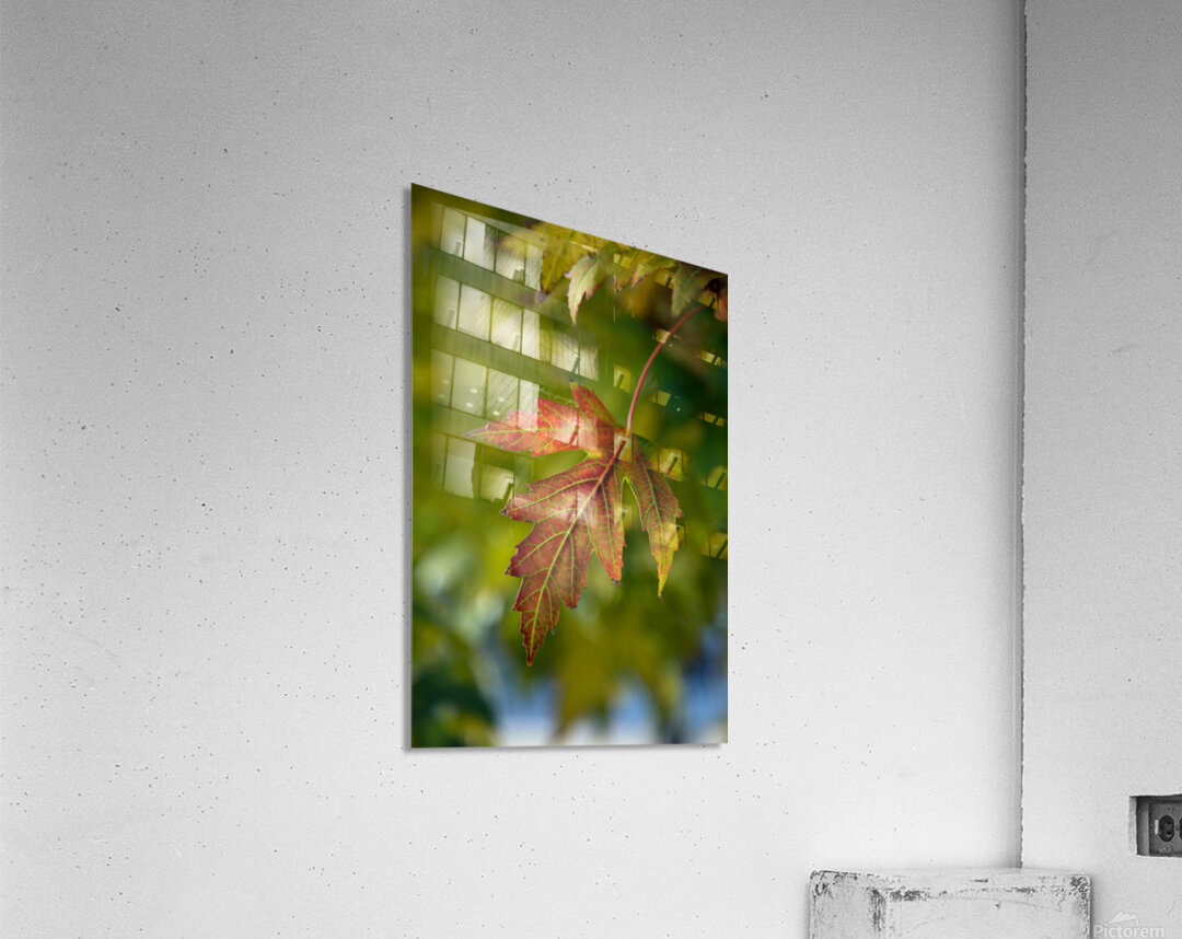 Maple Leaf Acrylic Print