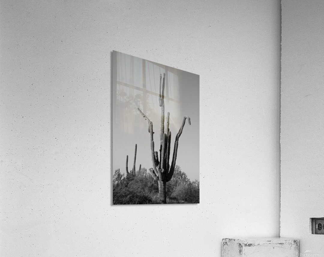 Weird Giant Saguaro Cactus in Black and White Acrylic Print