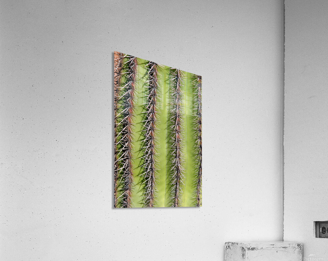 Vertical Close Up of a Southwest Saguaro Cactus Acrylic Print