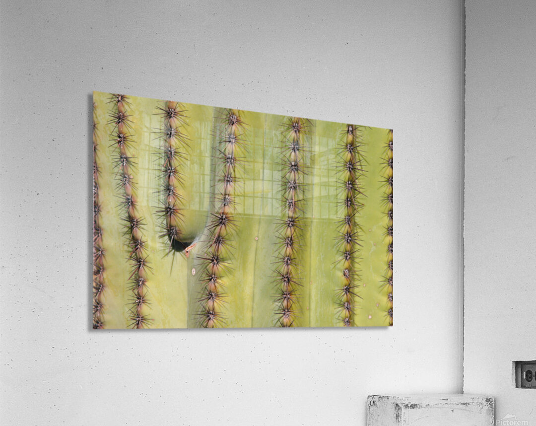 Patterns and Spines of the Desert Sentinel Acrylic Print