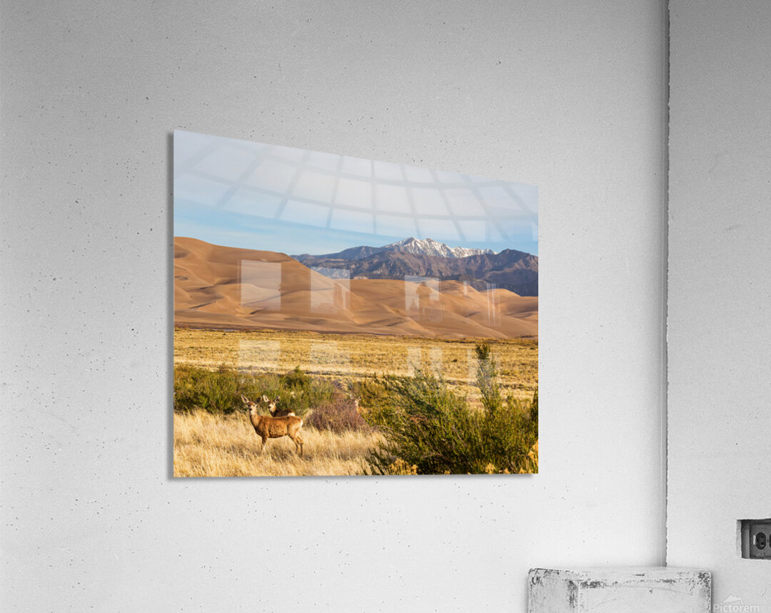 Deer And The Great Colorado Sand Dunes Impression acrylique