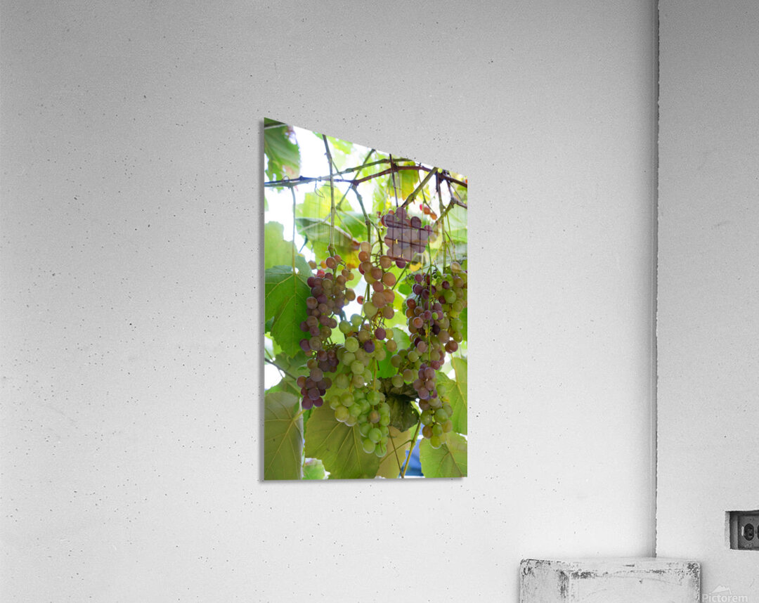 Colorful Grapes on the Vine Fine Art Photography Wall Art Acrylic Print