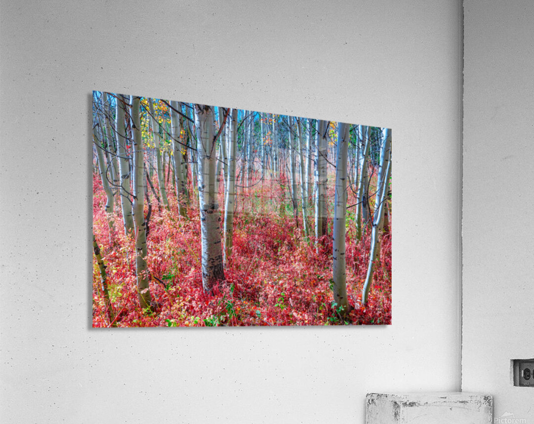 Mystic Red Autumns Fiery Carpet Aspen Grove in Fall Acrylic Print