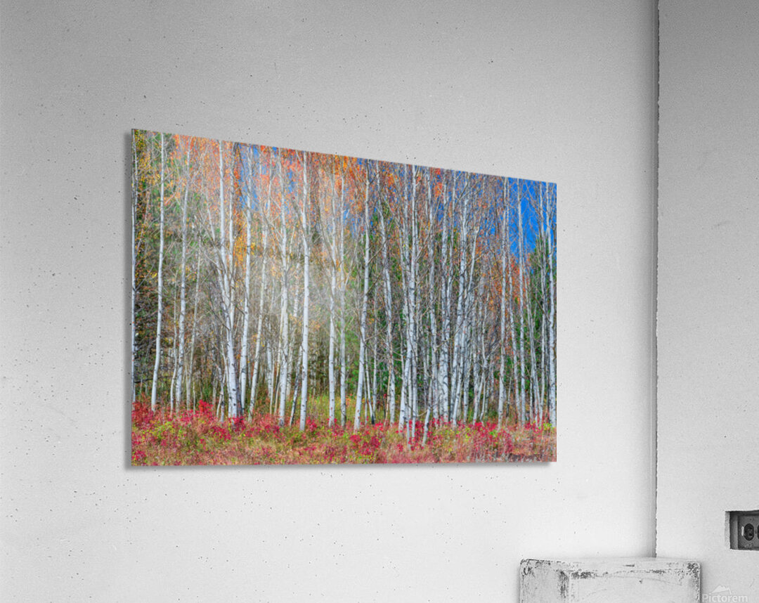 Aspen Grove Symphony Autumns Embrace Impression acrylique