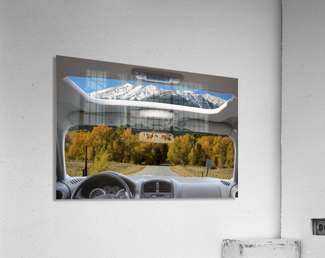 Colorado Road Trip View Snowy Peaks Golden Aspen Acrylic Print