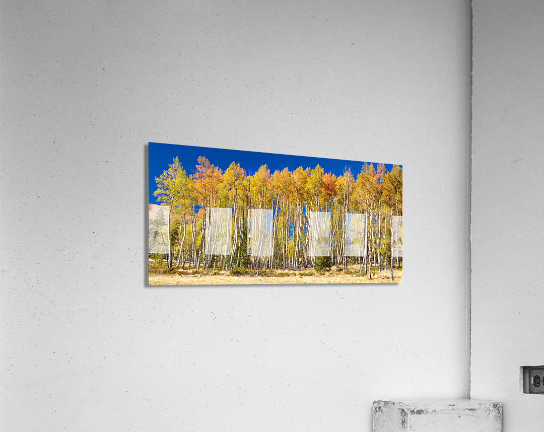 autumn aspen trees Panorama1  Acrylic Print 